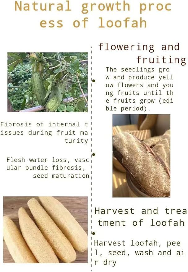 Loofah is Naturally degradable, has a Unique mesh Fiber Structure, Light and Breathable, Suitable for Adults, can be Used for Shower, Kitchen CleaningFour Packs.