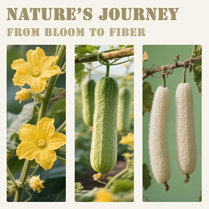 Natural Loofah Body Scrubber for Sensitive & All Skin Types, Made with Egyptian Organic Luffa, Biodegradable Gentle Exfoliating Bath Loofah for Women & Men, Large Size Shower Loofah 2 Pack
