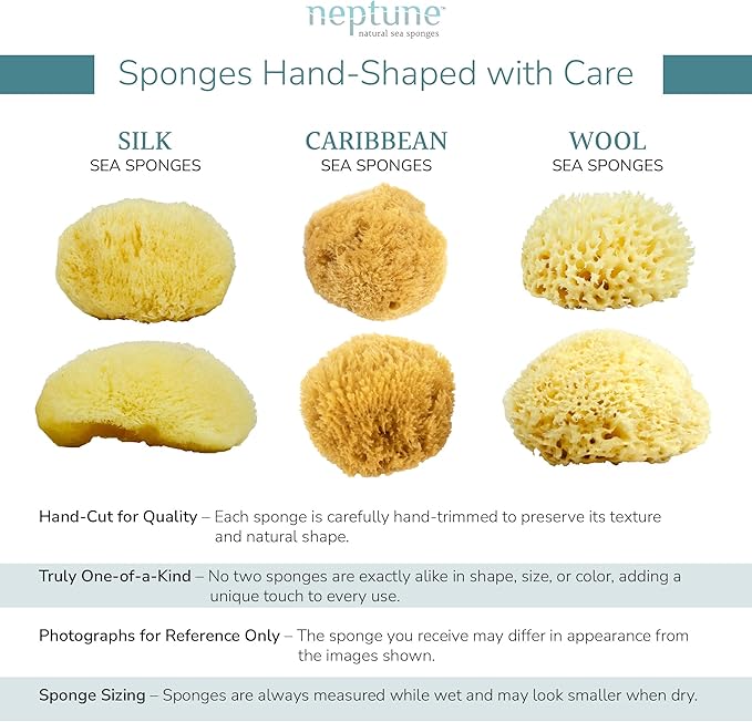 Neptune Caribbean Sea Sponge, Hand Cut, XXL, Approx. 8-9 inches