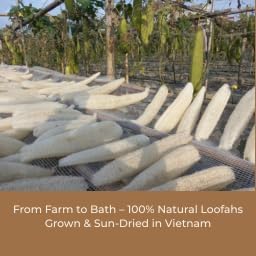 All Natural Loofah, Exfoliating Body Scrubbers (2 Pack), Biodegradable Bath Loofahs Sponge, Gentle, Chemical-Free Bath & Body Loofah for Women, Men and Kids